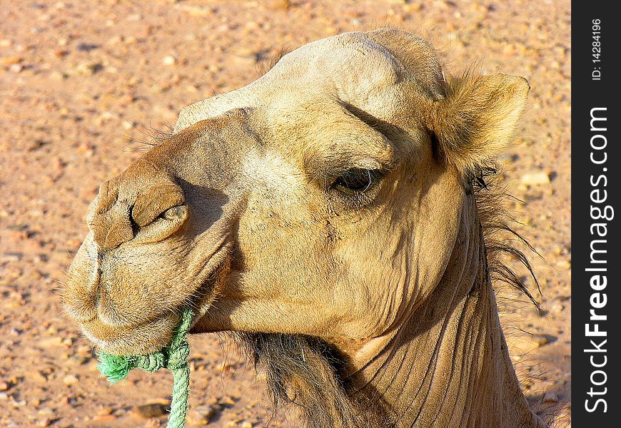 Dromedary Close up in a desert, Morocco. Dromedary Close up in a desert, Morocco