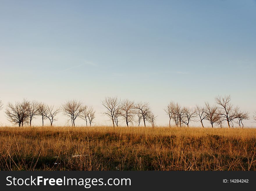 Silhouettes naked trees with horizon