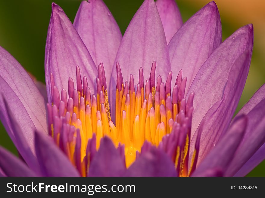 Violet lotus is blooming in the garden