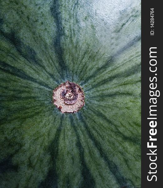 Water melon green in thailand for background