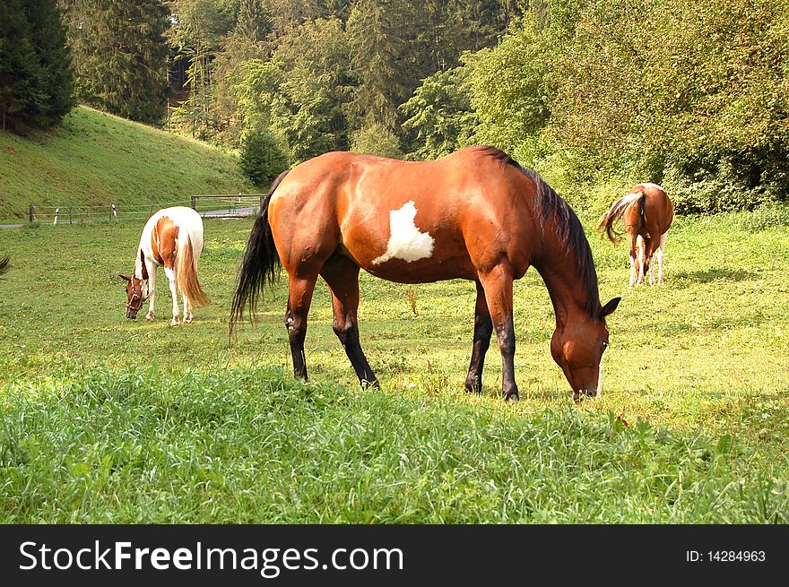 A lot of horses in the meadow