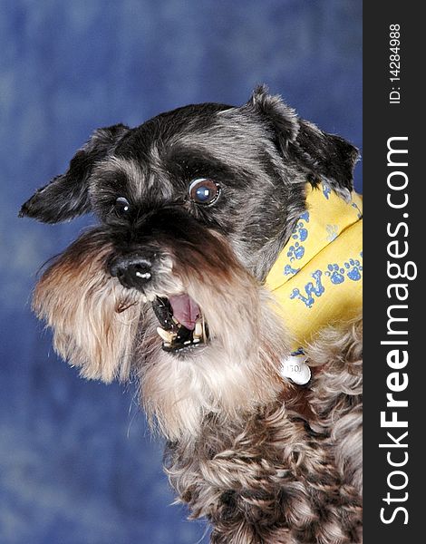 Schnauzer dog barking in studio setting