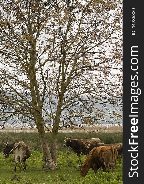 A group of cows grazing in the field close to a tree. A group of cows grazing in the field close to a tree