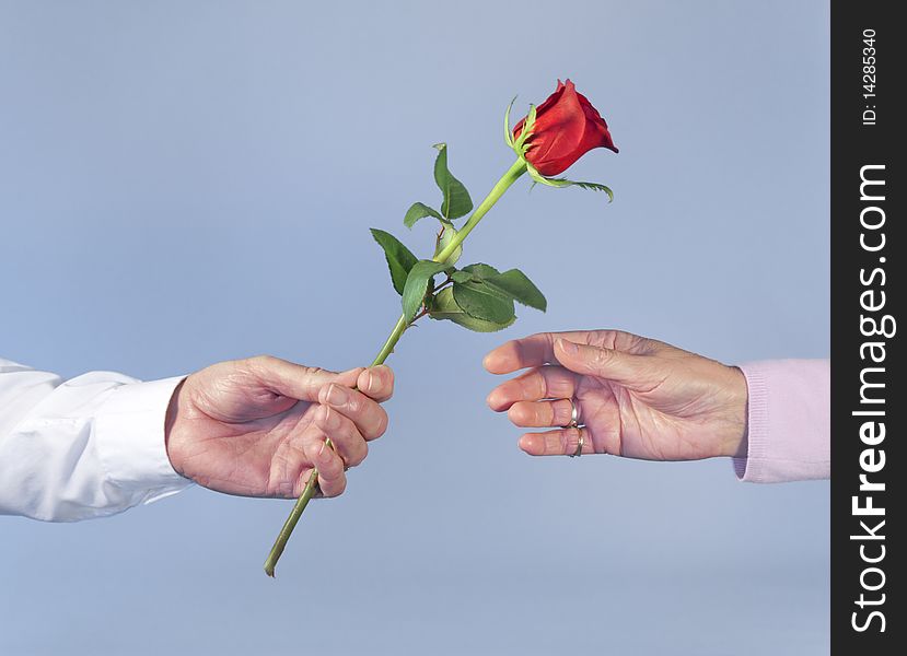 Mature female and male hand with red romantic rose being passed to woman. Blue background. White cuffed sleeve and pink cashmere sweater suggest formal occasion like birthday, anniversary, or Valentine's day. Mature female and male hand with red romantic rose being passed to woman. Blue background. White cuffed sleeve and pink cashmere sweater suggest formal occasion like birthday, anniversary, or Valentine's day.