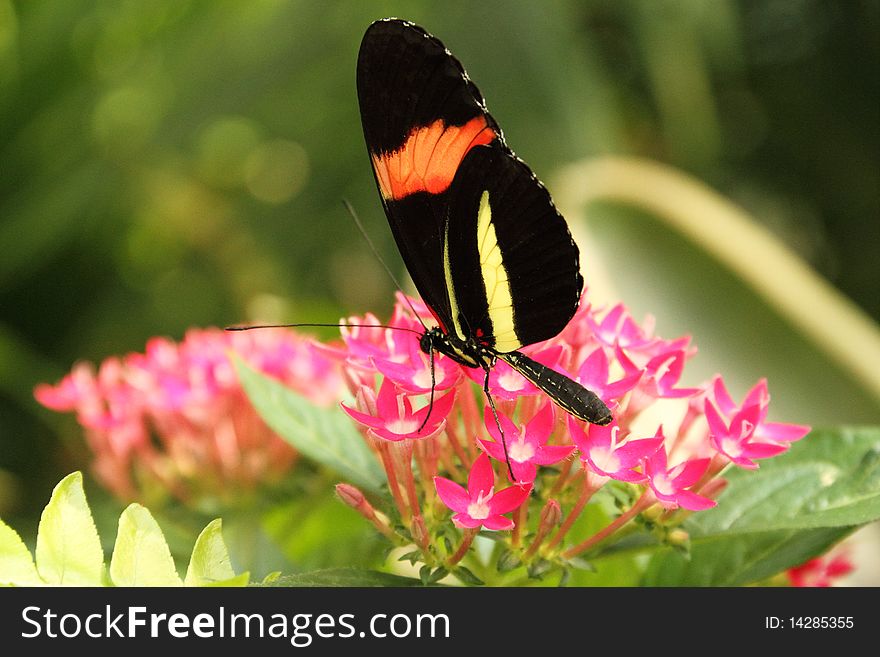 A colorful butterfly on lush tropical vegetation.