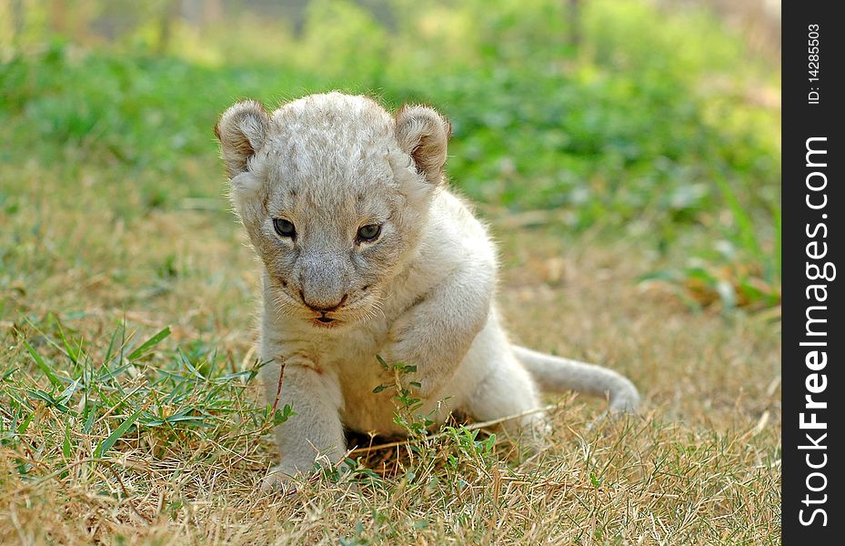 Baby lion chiang mai night safari