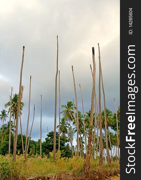 Dead coconut, chang island, thailand