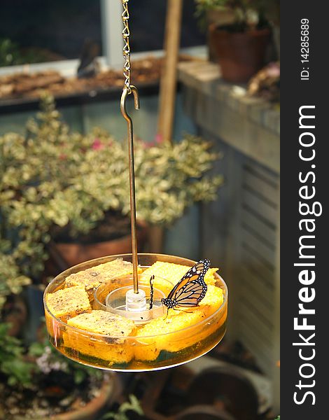 Stock Image Of  Monarch Butterfly On Feeder