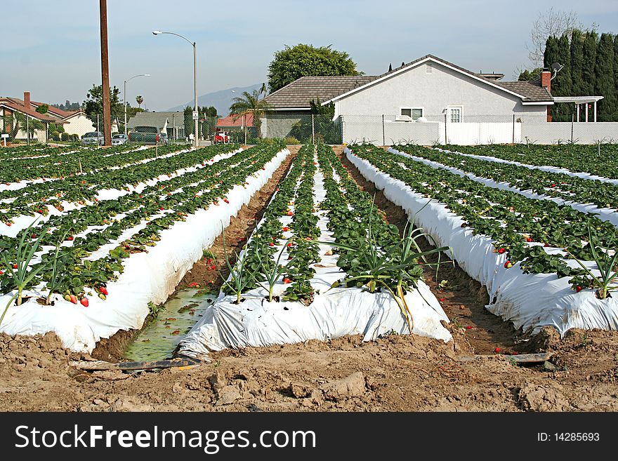 Stock Image Of Strawberry Farm In California