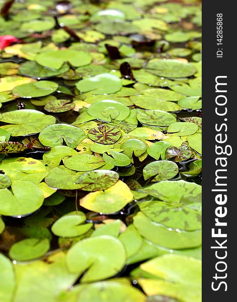 Various leaves with varies sizes are floating on water surface. Various leaves with varies sizes are floating on water surface