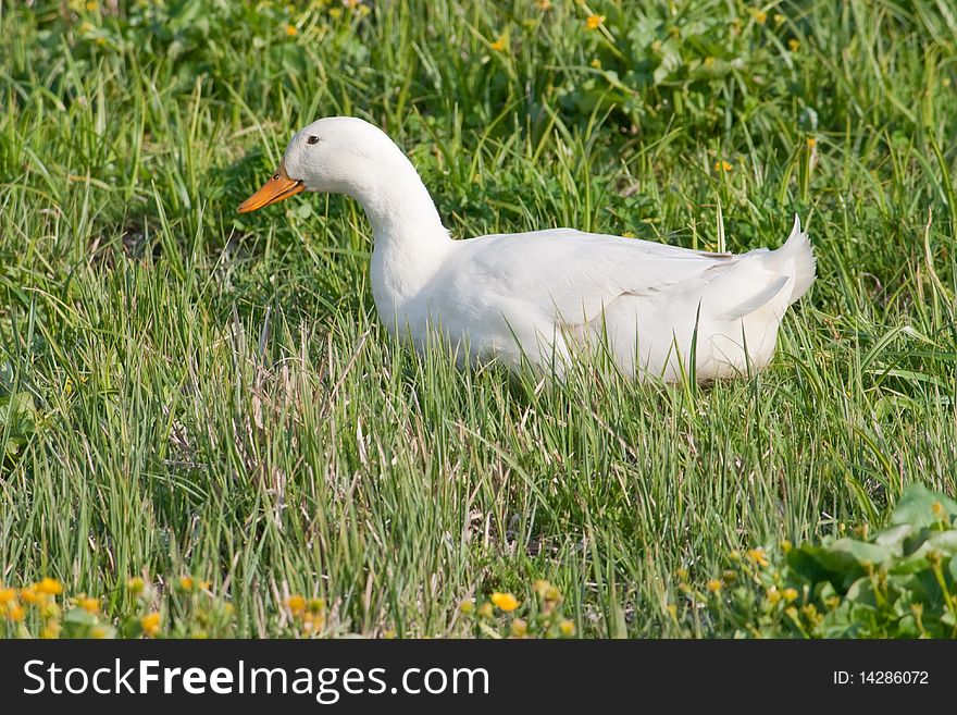 White goose on the green grass