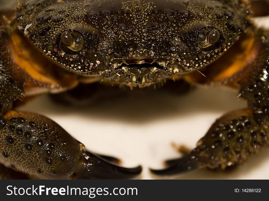 Closeup Crab