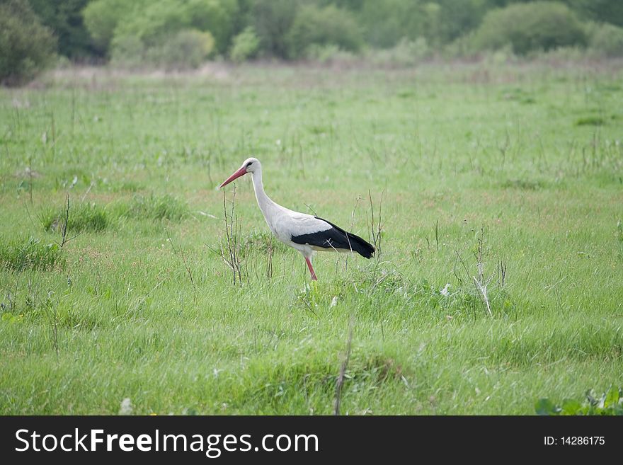 Stork walking on spring field
