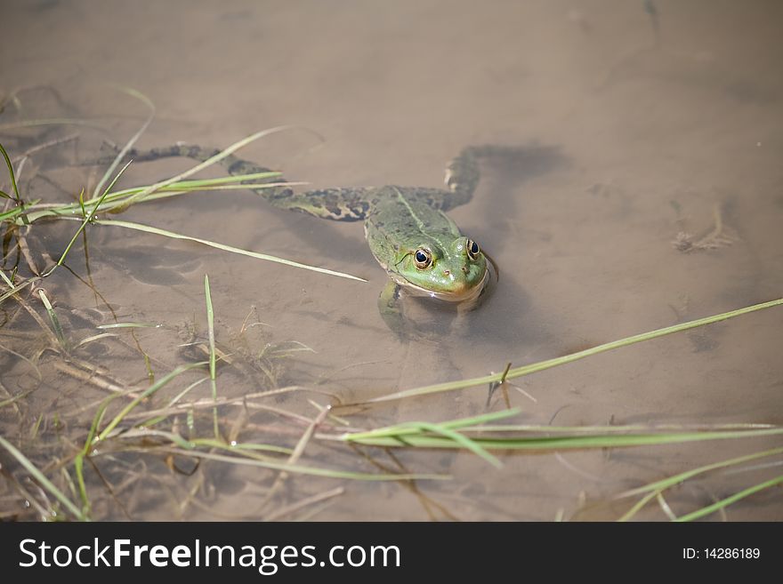 Green frog lurking in the shallows