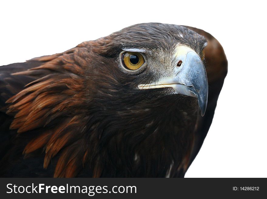 Eagle portrait on a white background