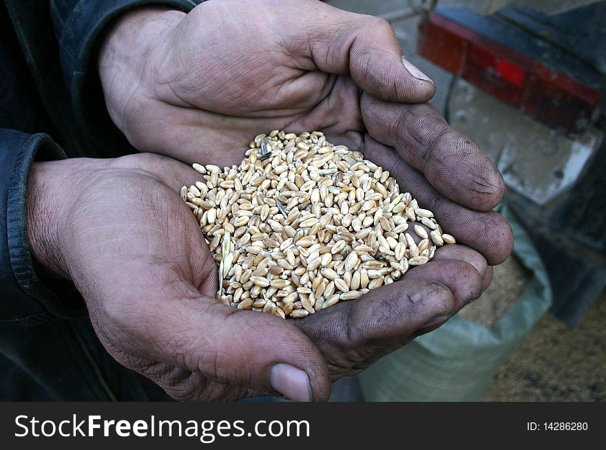 Wheat in the hands of