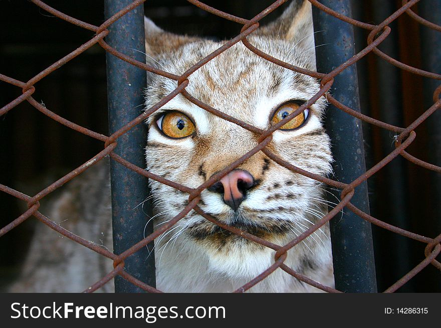 Muzzle lynx looks through a cell