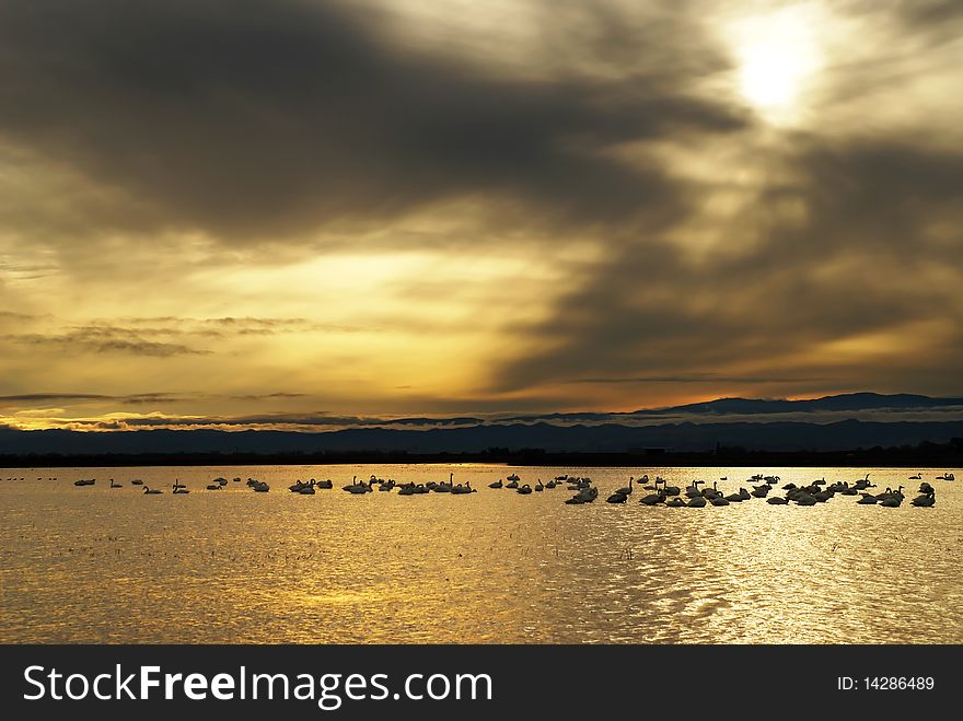 A group of swans swimming under a brilliant orange sunset. A group of swans swimming under a brilliant orange sunset.