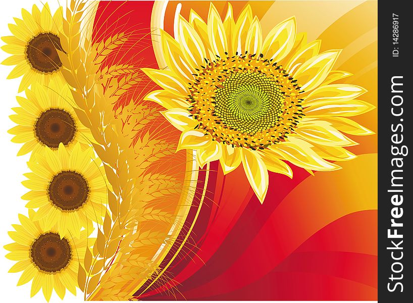 Background With Wheat And A Sunflower