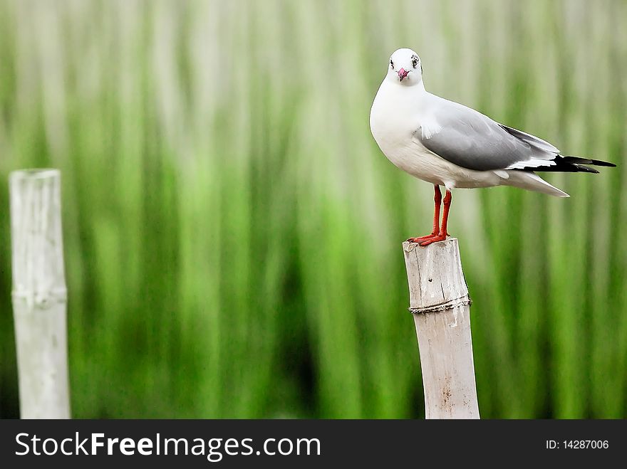 Stare of sea gull on bamboo