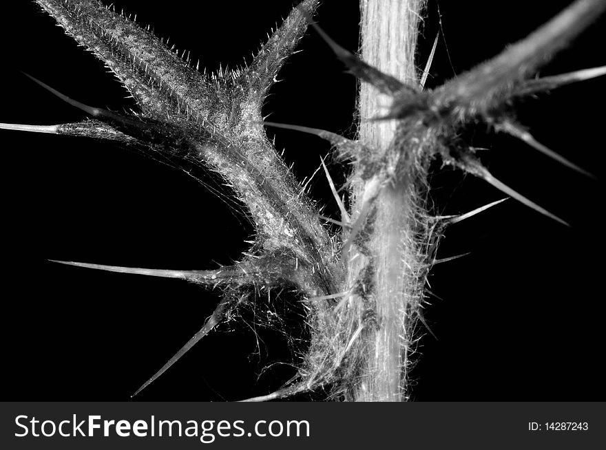 Monochrome macro image of a thistle stem showing thorns