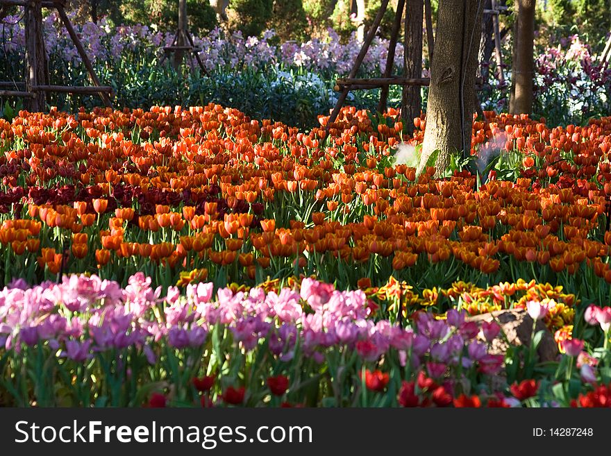 Colorful tulip farm  in Thailand.