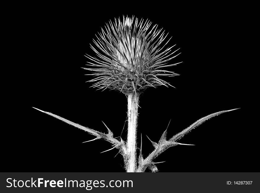 Monochrome  image of a thistle showing thorns