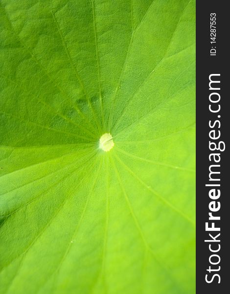 A lotus leaf in thailand.