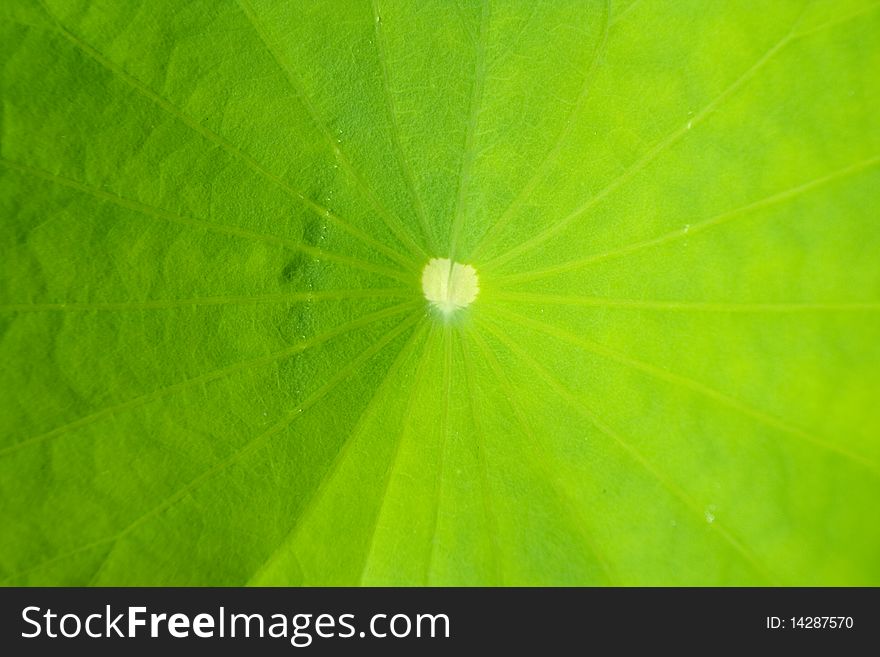 A lotus leaf in thailand.