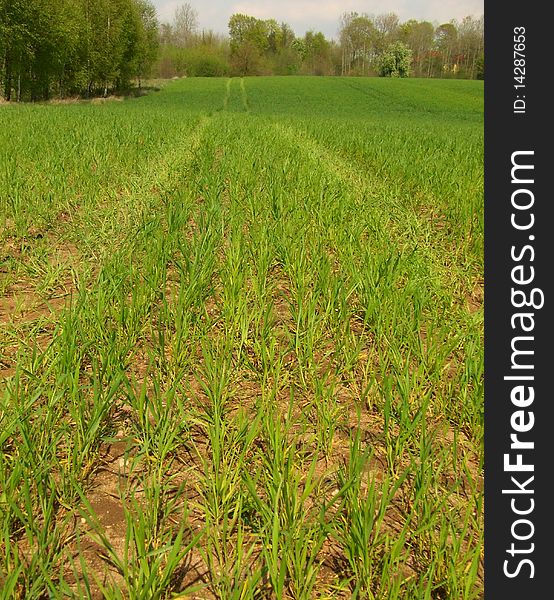 Wheat Growing On Field