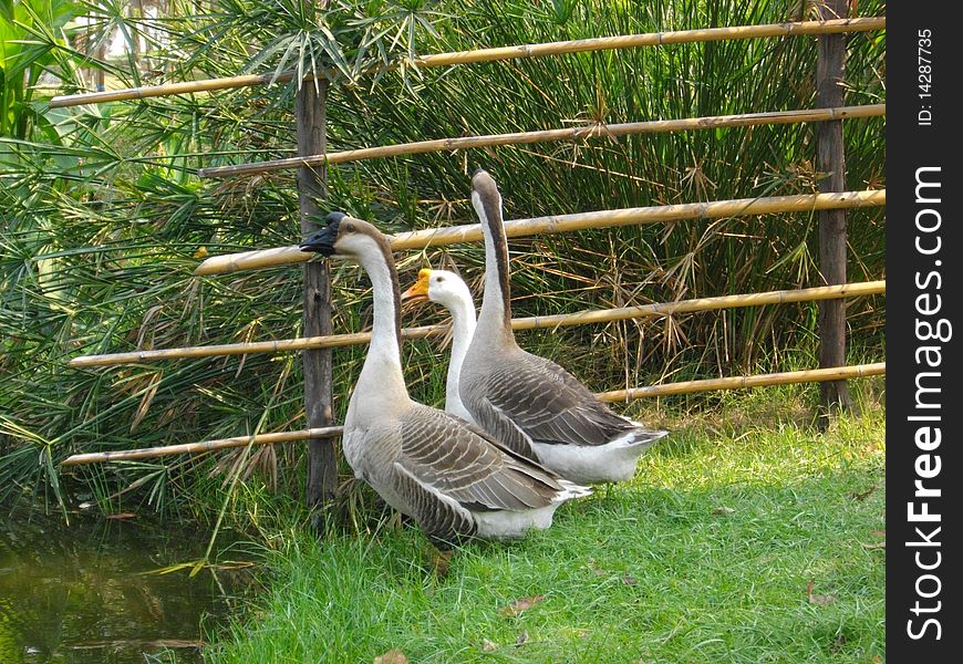 Lovely 3 goose.In Thailand. Lovely 3 goose.In Thailand