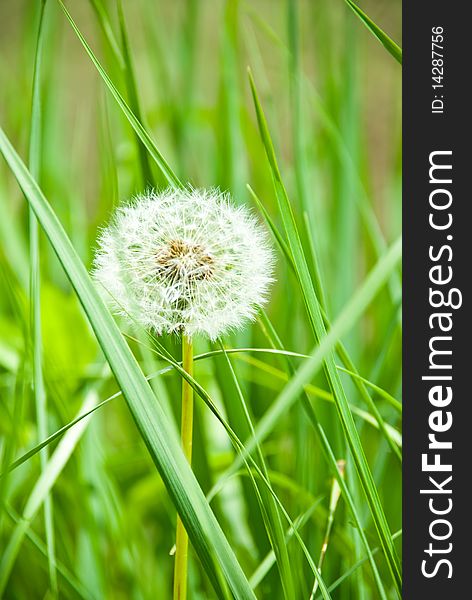 Close up of a single dandelion in green grass,check also Summer time. Close up of a single dandelion in green grass,check also Summer time