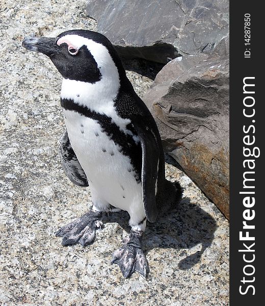 African Penguin on rocky background