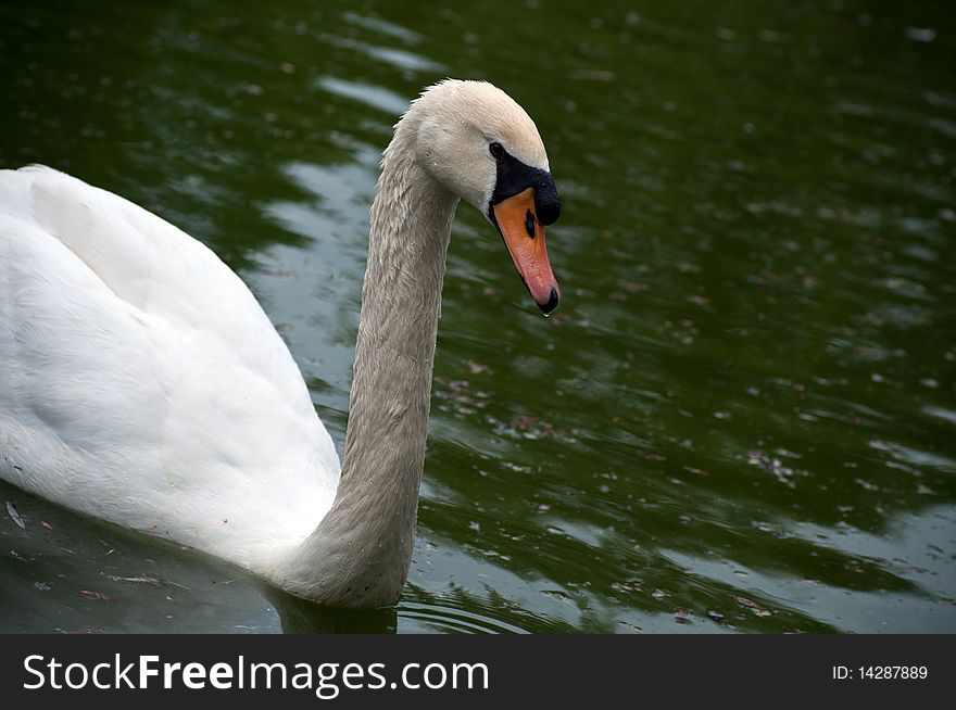 White beautiful swan on the green lake water