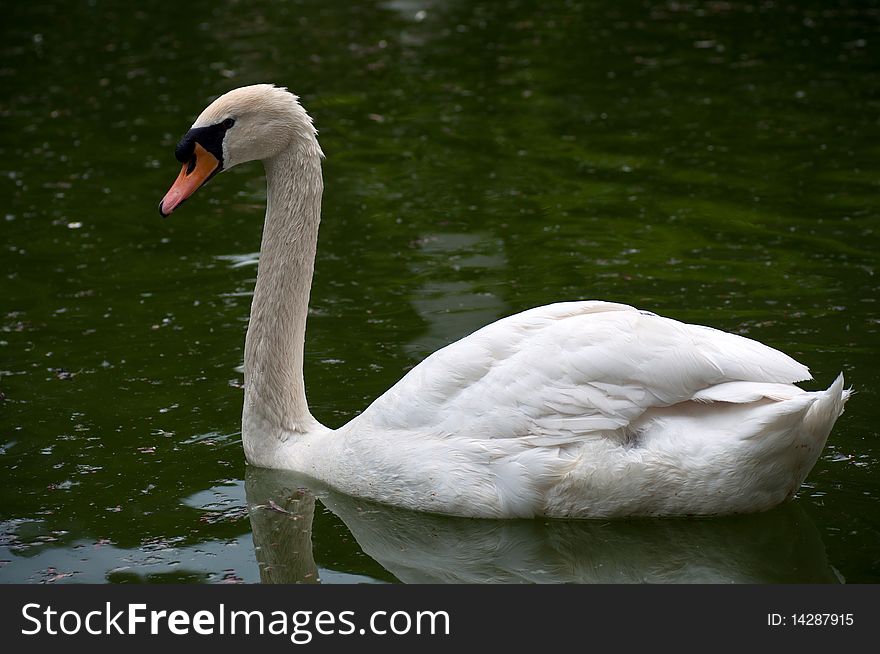 White beautiful swan on the green lake water