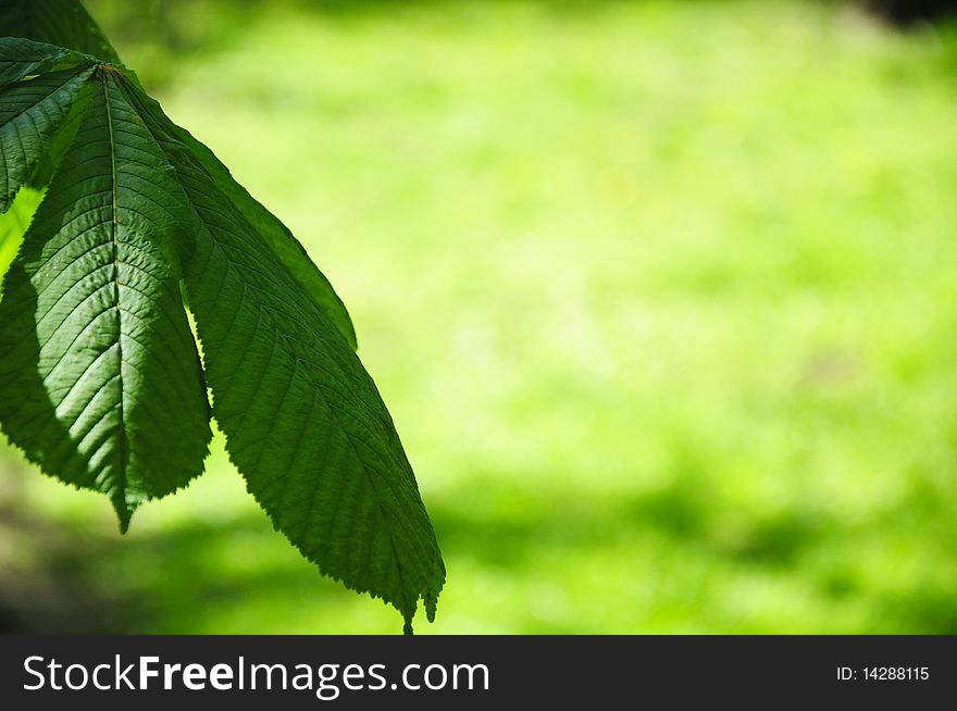 Picture showing maple leafs on a grass background. Picture showing maple leafs on a grass background