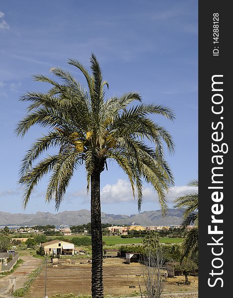 Palm tree near Alcudia, Mallorca, Spain
