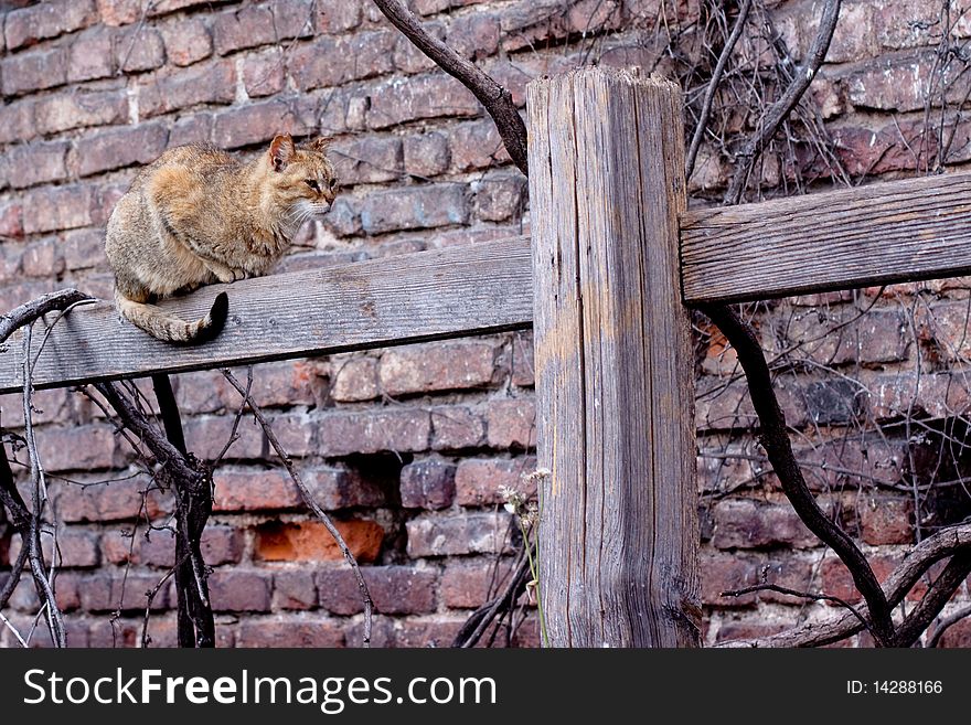 Red tabby cat sitting on wooden fence. Red tabby cat sitting on wooden fence