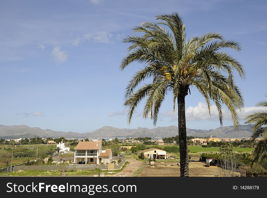 Palm tree near Alcudia, Mallorca, Spain