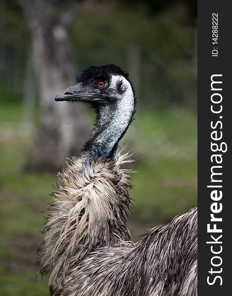 View of a portrait of a curious ostrich.