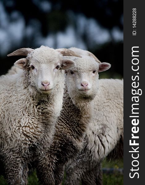 View of a curious herd of sheep looking at the camera. View of a curious herd of sheep looking at the camera.