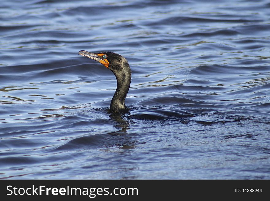 A cormorant surfaces in the water. A cormorant surfaces in the water