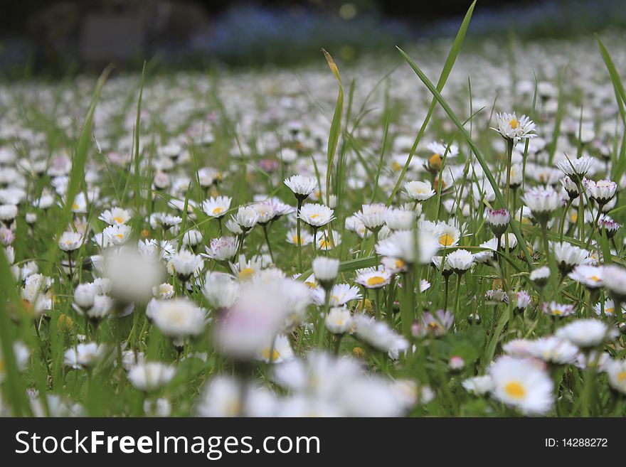 White flowers bursting in spring amongst the grass. White flowers bursting in spring amongst the grass.