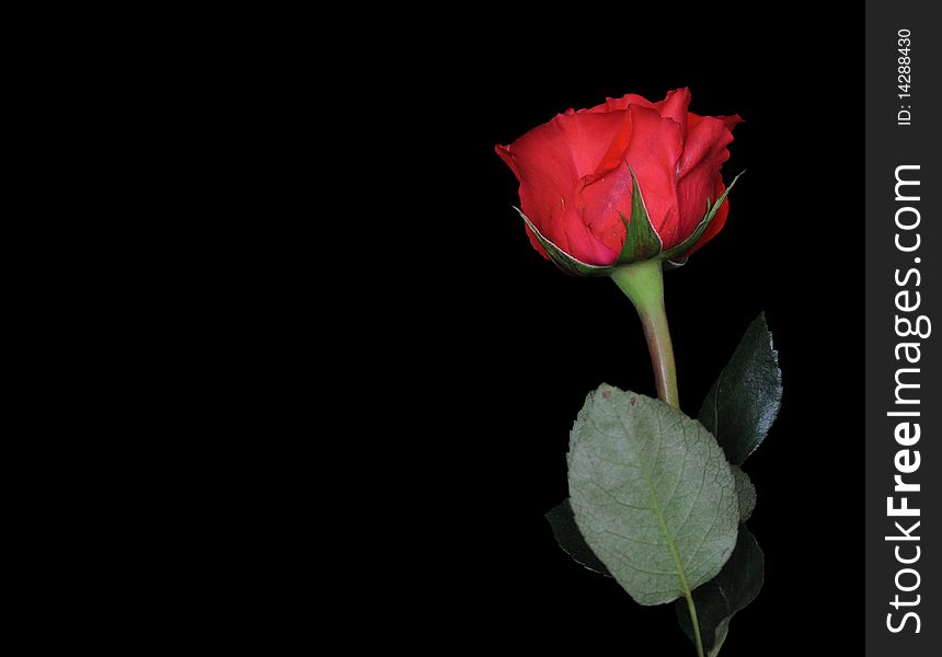 Single rose on black background with the stem below and the red rose in the top right. Copyspace to the left. Single rose on black background with the stem below and the red rose in the top right. Copyspace to the left.