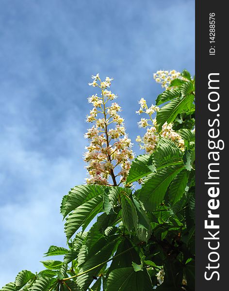 Blossoming tree branch  over cloudy blue sky