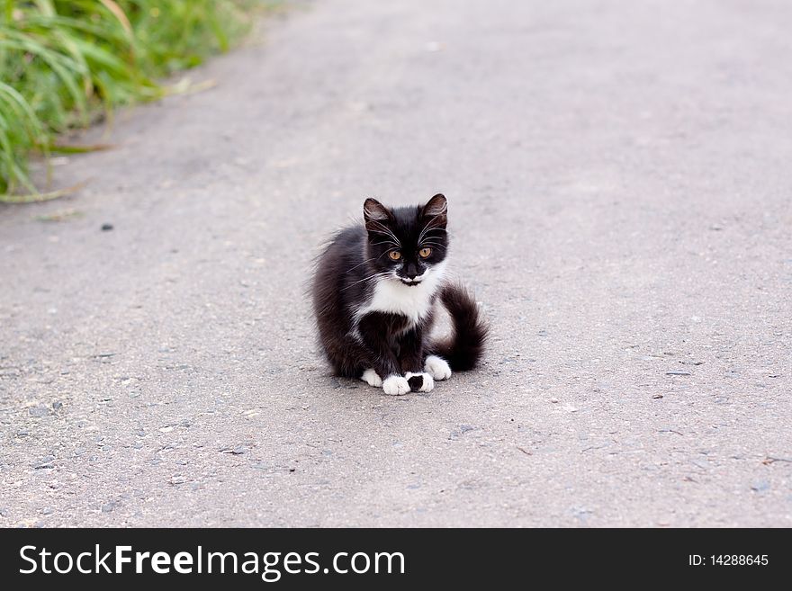 Black and white kitten sitting on road