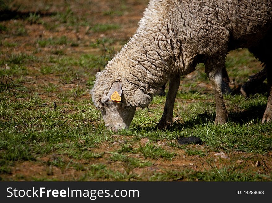Close view of a sheep eating grass on the green field. Close view of a sheep eating grass on the green field.