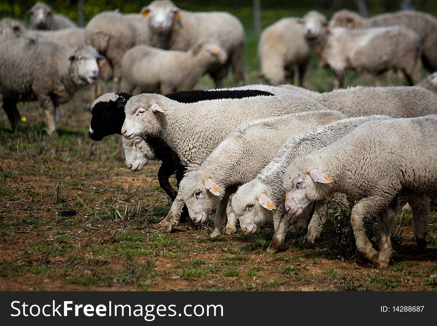 Close view of a herd of sheep on the green pasture. Close view of a herd of sheep on the green pasture.