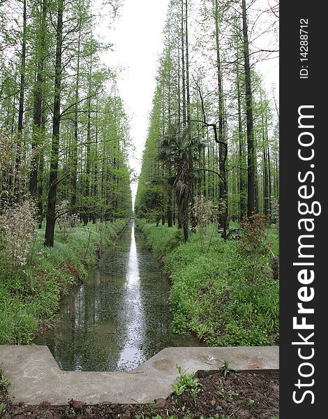 Tree and creek in pingpark forest,Chongming,Shanghai,China