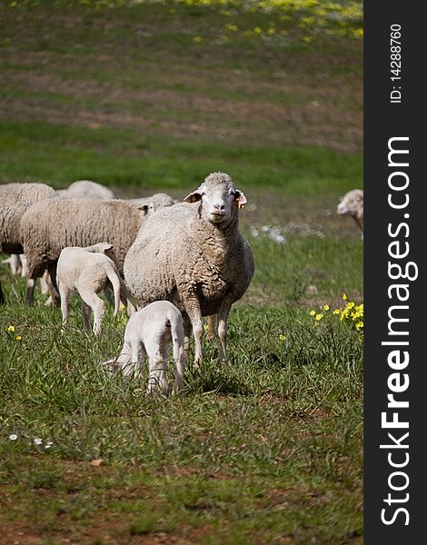 Close view of a herd of sheep on the green pasture. Close view of a herd of sheep on the green pasture.